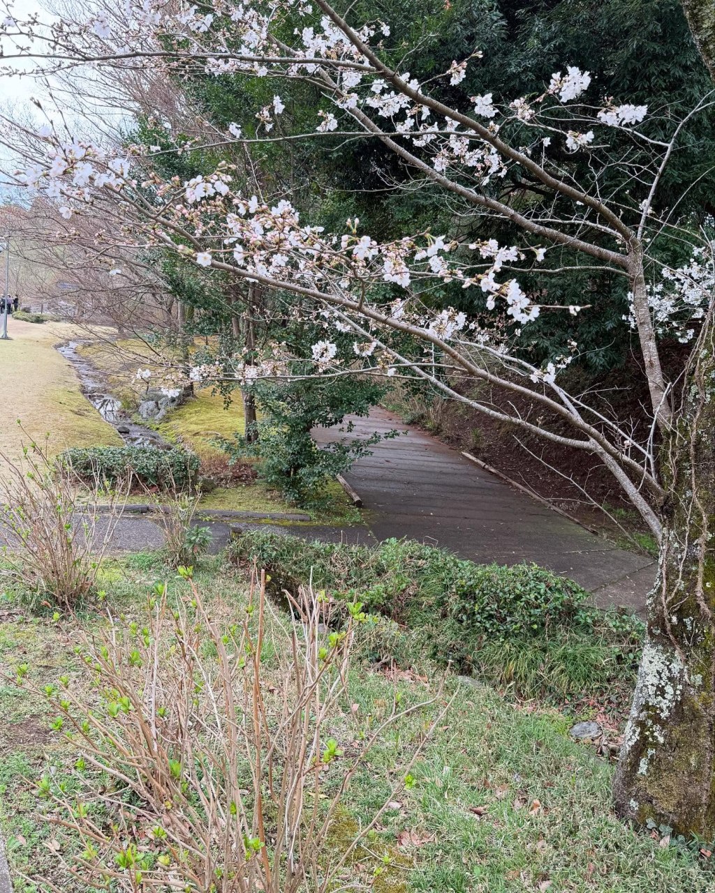 私が考える玉川上水旧水路緑道